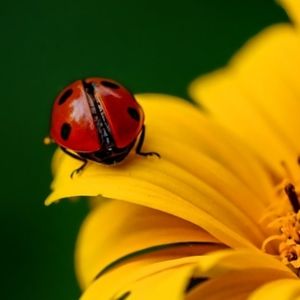 Meet your Posher, Kashai